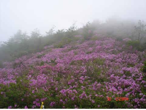 등산로 주변의 철쭉군락 